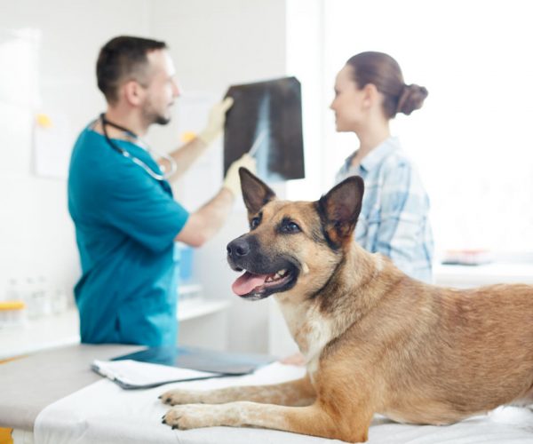 Ill german shephers lying on medical table while vet commenting its x-ray image to owner